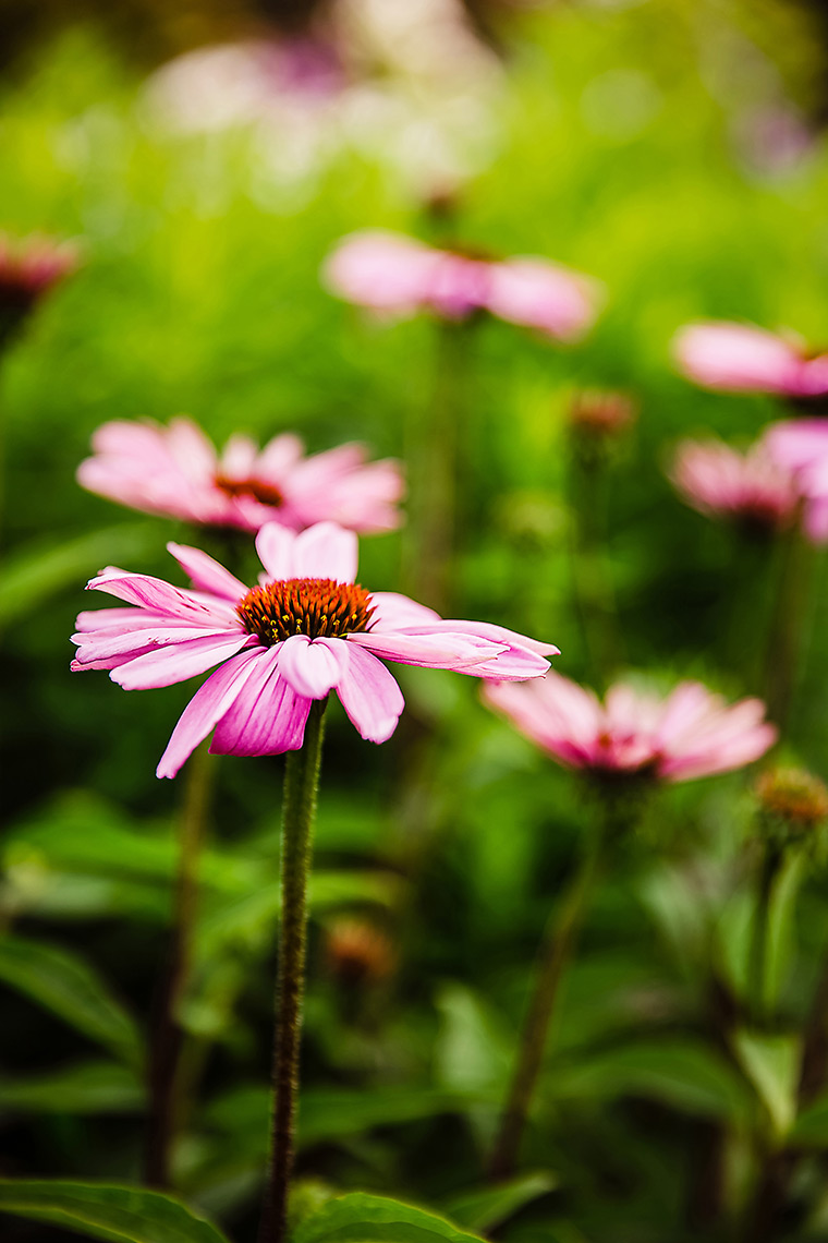 Pink flowers in Wellington, PEI