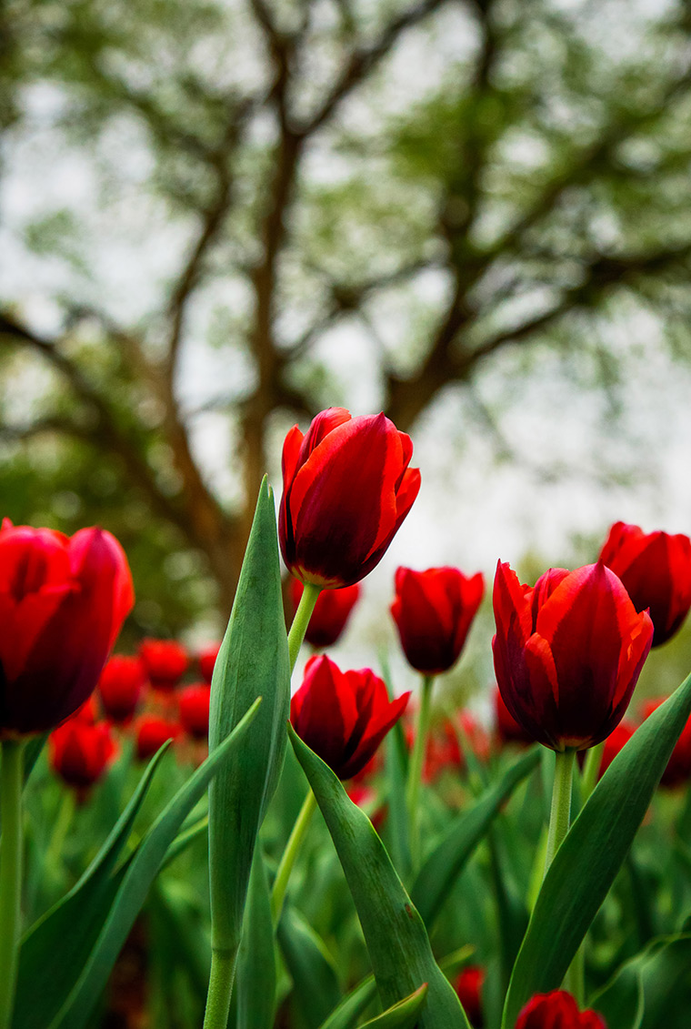Red tulips in Ottawa, ON