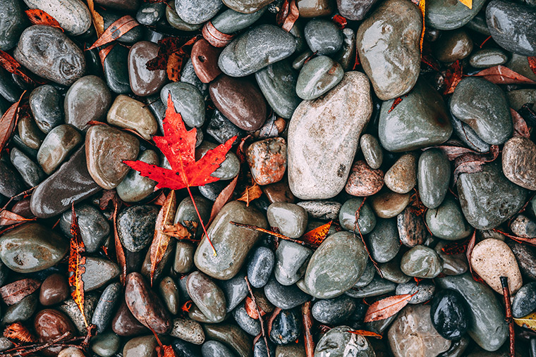 Red leaf on beach rocks in Grimsby, ON