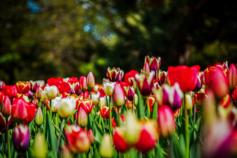 A bed of tulips in Ottawa, ON