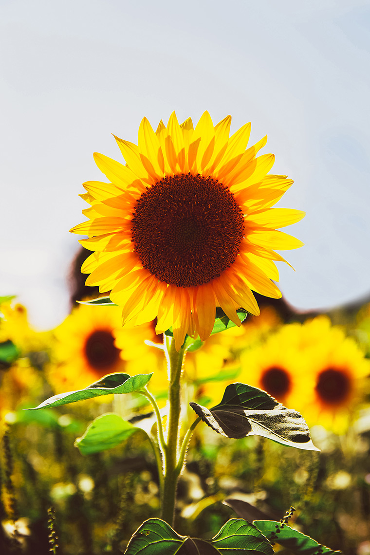 Yellow sunflower in Hamilton, ON