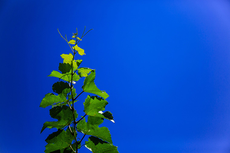 Grape vine against the blue sky in Beamsville, ON