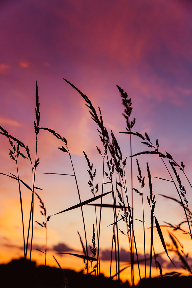 Grass against sunset sky in Smithville, ON
