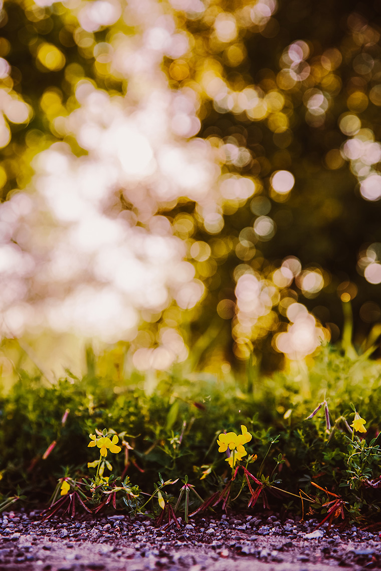 Small yellow wildflowers with bokeh background in Smithville, ON