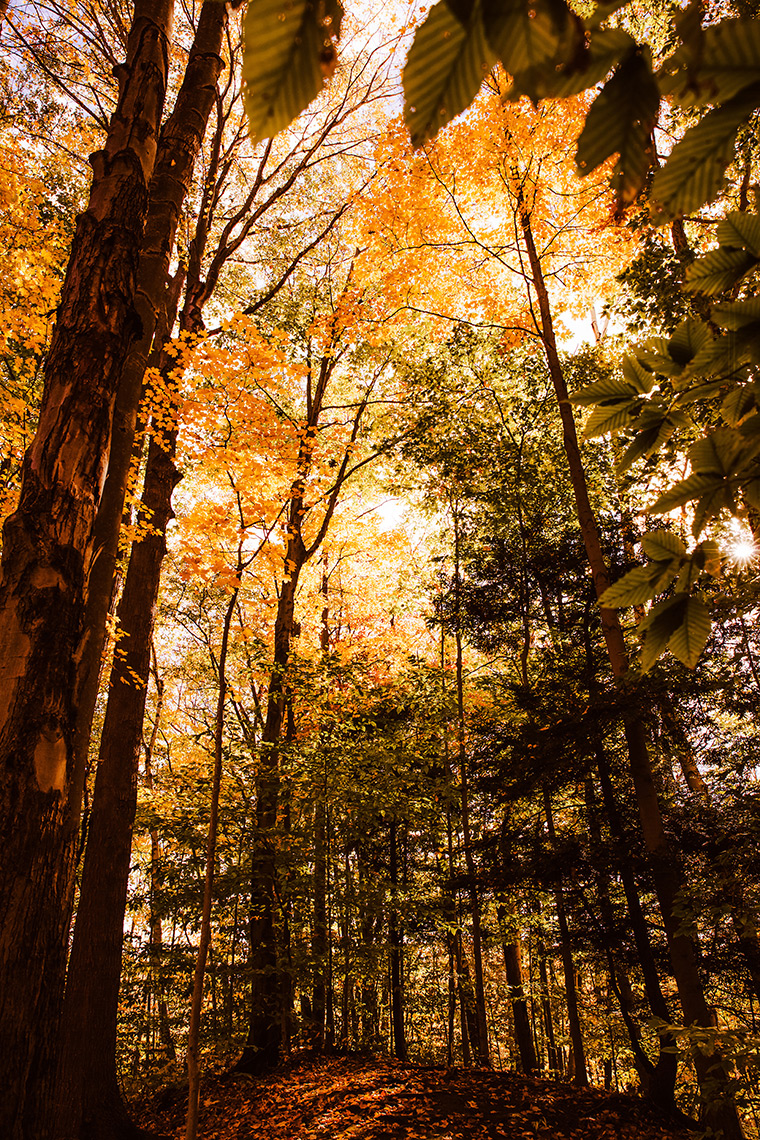 Among the autumn-coloured trees in Fonthill, ON