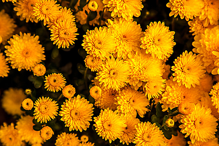 Yellow chrysanthemums in Smithville, ON